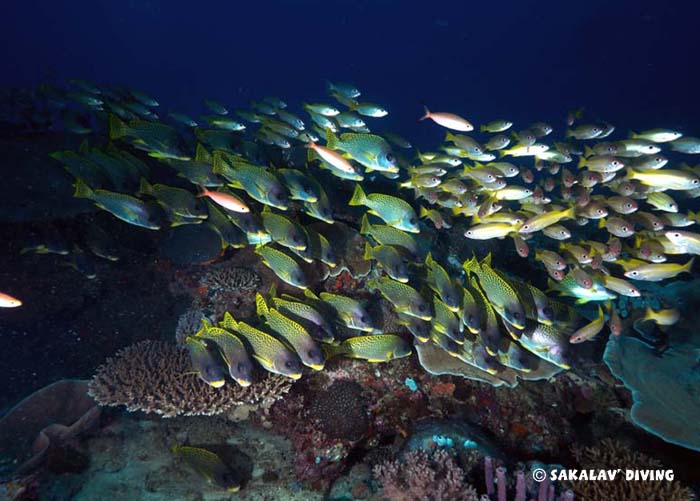 packages diving hotel Madagascar